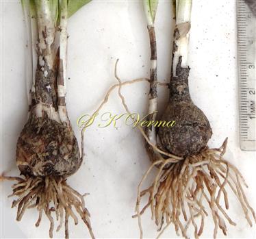  Bulbs